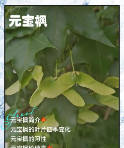 元宝枫木材有什么作用