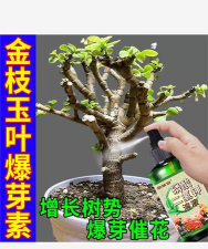 家庭养花用生根粉