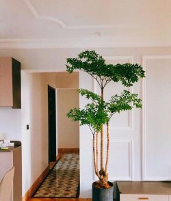 幌伞枫多久浇水一次