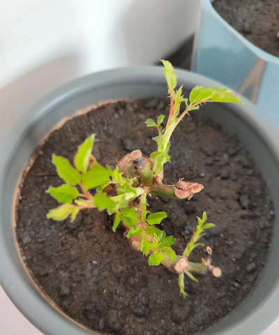 家庭养花用生根粉