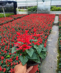 一串红出苗多久上盆