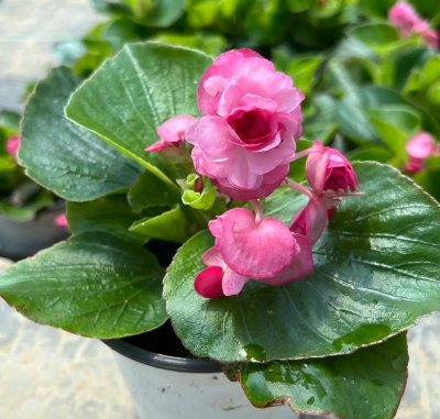 家庭养花用生根粉