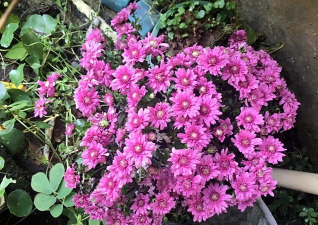 家庭养花用生根粉