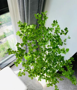 吊钟养花的方法