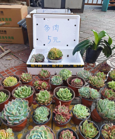 家庭养花用生根粉