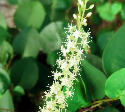 藤三七多久开一次花