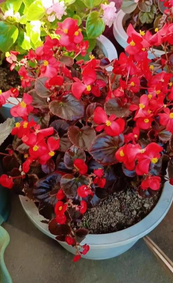 家庭养花用生根粉