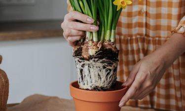 家庭养花用生根粉