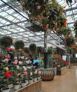 家庭养花用生根粉