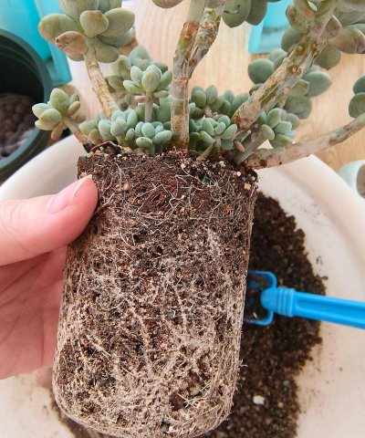 家庭养花用生根粉