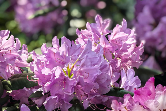 世界最高的花是什么花