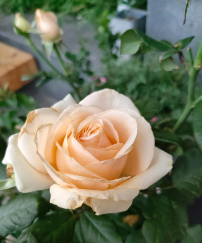 蜜桃雪山花朵什么样