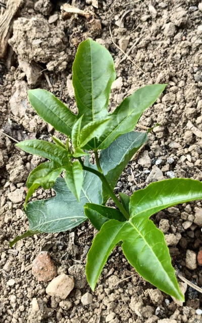 百香果苗多久能成活