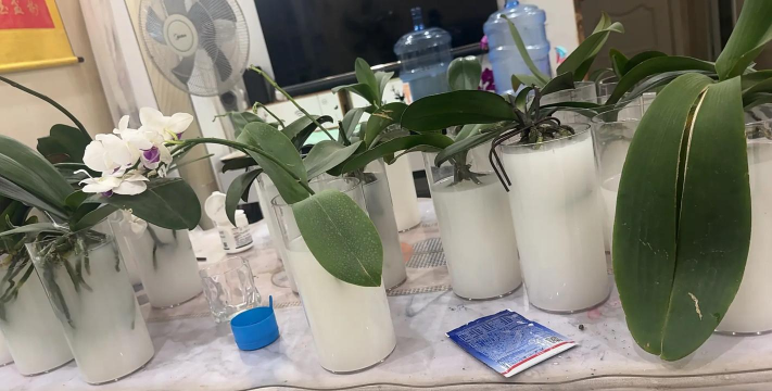 家庭养花用生根粉