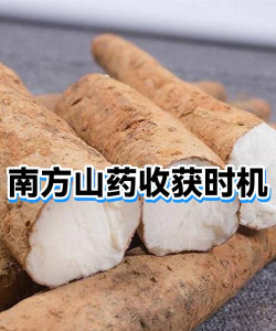 淮山是什么时候收割