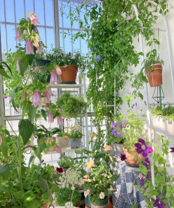 家庭养花用生根粉