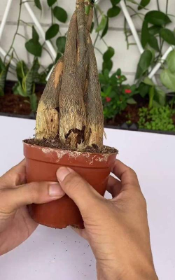 家庭养花用生根粉