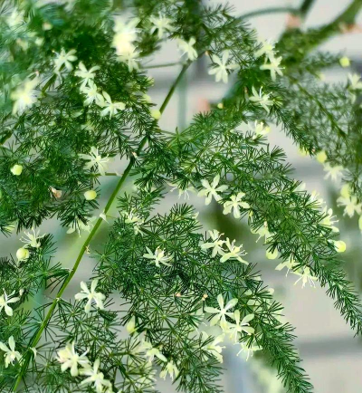 文竹多久才能开花结果