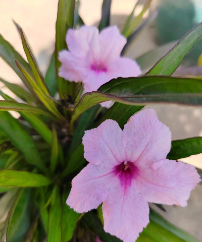 翠芦莉什么时候开花