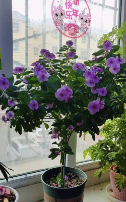 四季梅扦插多久会长根