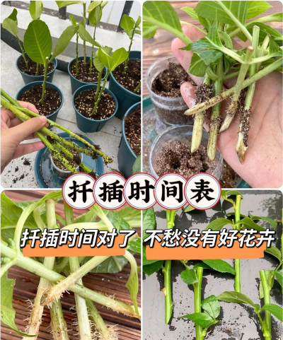 家庭养花用生根粉