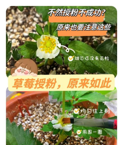 草莓开花后多久浇一次