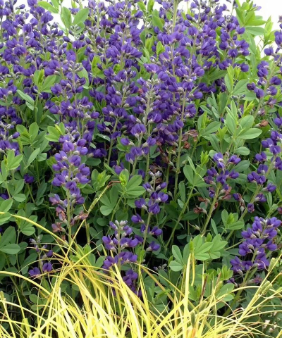 接蓝豆豆的植物是什么