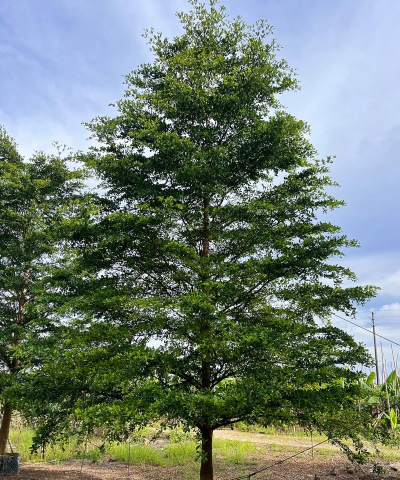 小叶榄仁树是什么味道