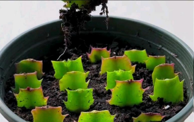 家庭养花用生根粉