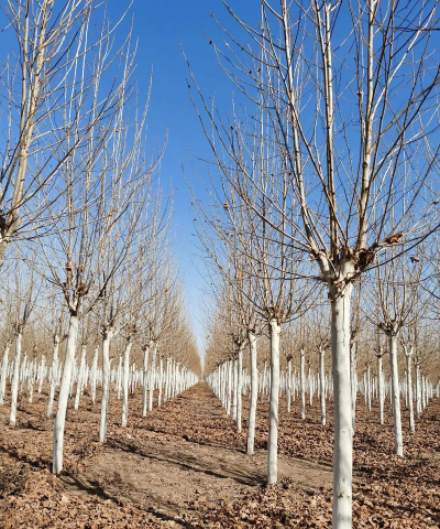 山东法桐等各种苗木栽植窍门1