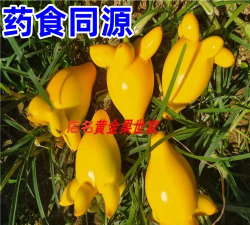 五子茄什么成分有毒