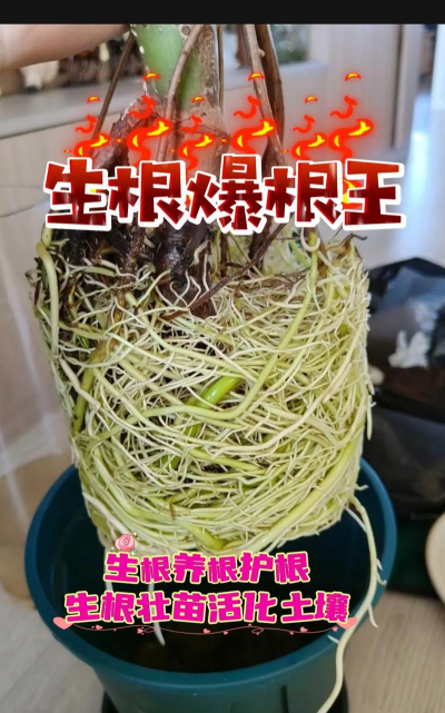 家庭养花用生根粉