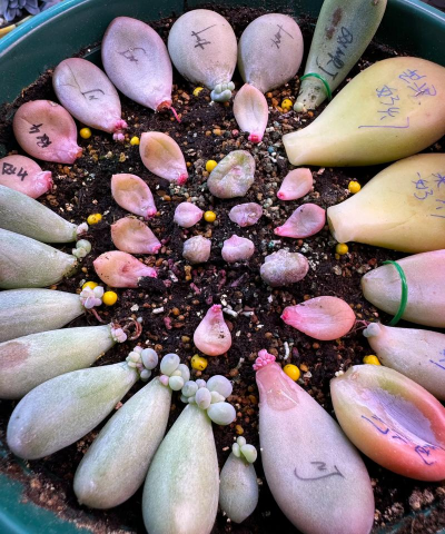 家庭养花用生根粉