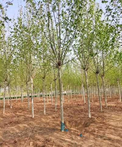 山东法桐等各种苗木栽植窍门2