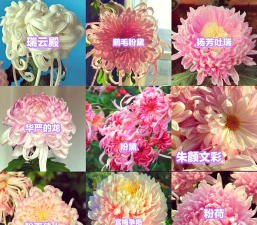 夏天长的菊花是什么种类