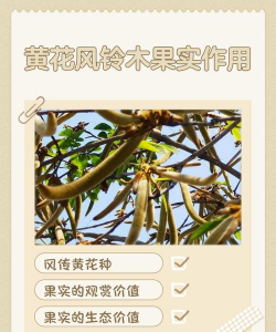 黄花铃木有什么药用价值
