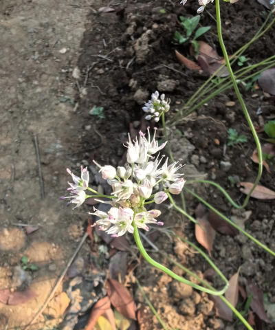 为什么茭白开花