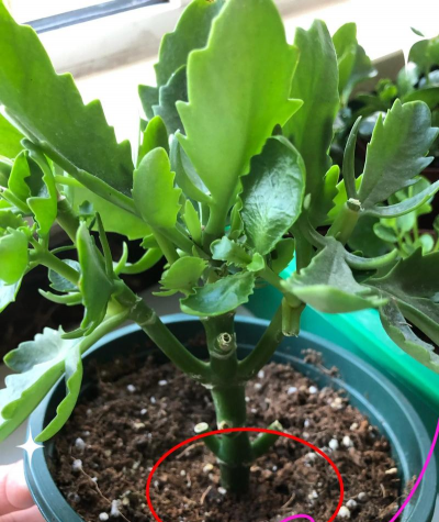 家庭养花用生根粉