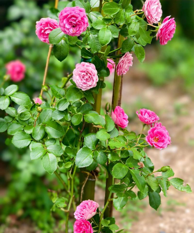 蔷薇冬天多久浇一次水