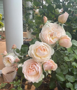 葡萄栽培，掌握关键技术，实现优质丰产