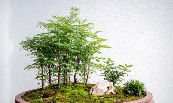 葡萄栽培，掌握关键技术，实现优质丰产