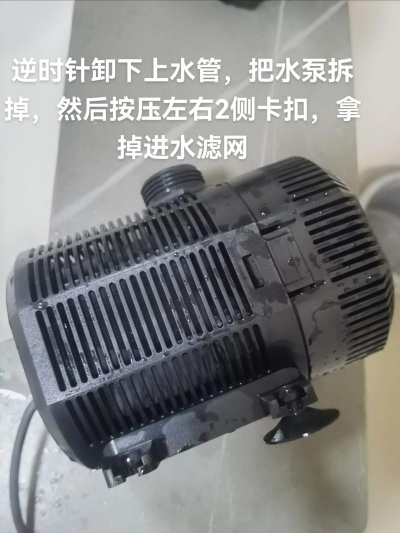 柿树虫病防治，识别常见虫害，掌握有效方法