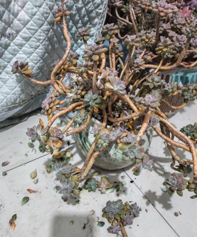 柿树虫病防治，识别常见虫害，掌握有效方法