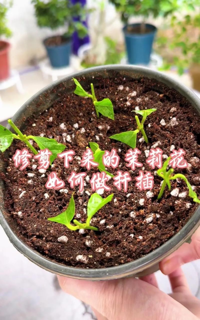 柿树虫病防治，识别常见虫害，掌握有效方法