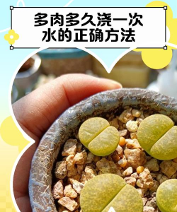 玫瑰花怎么养才不会枯萎，掌握浇水施肥技巧，轻松延长花期