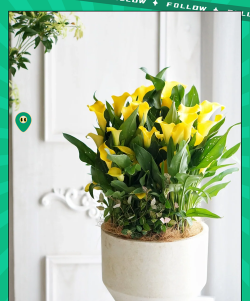 玫瑰花怎么养才不会枯萎，掌握浇水施肥技巧，轻松延长花期