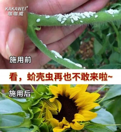 玫瑰花怎么养才不会枯萎，掌握浇水施肥技巧，轻松延长花期