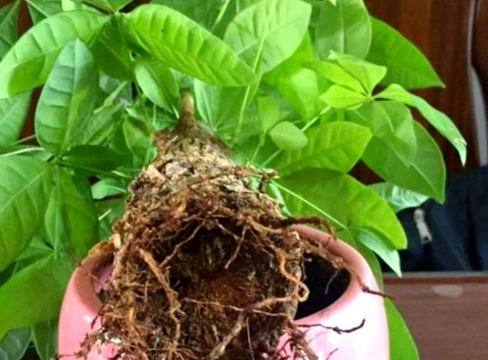 玫瑰花怎么养才不会枯萎，掌握浇水施肥技巧，轻松延长花期