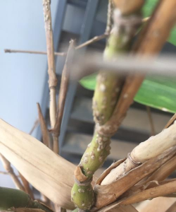 葡萄栽培，掌握关键技术，实现优质丰产