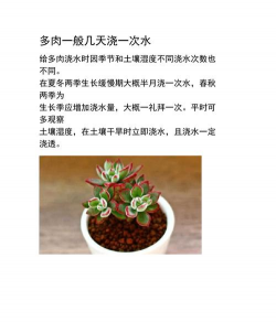 北京多肉多久浇一次